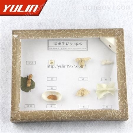 雨林教育  家蚕生活史标本 中小学教学标本  教育教学使用