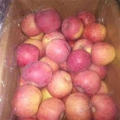 套袋苹果 红富士苹果种植 沂蒙果蔬 美八品种量大